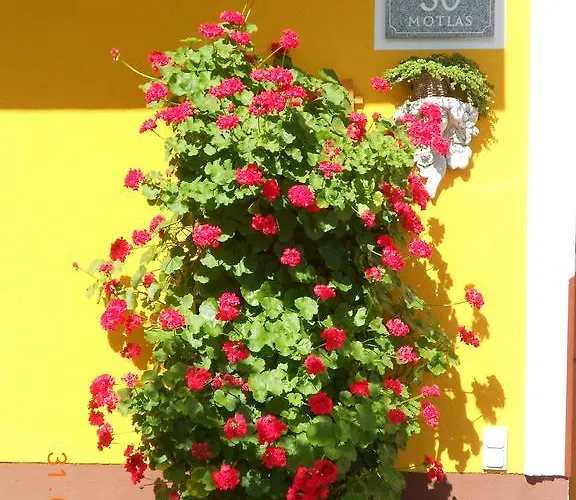 Hinterdorfer 언터와이센베크